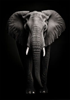 poster olifant woonkamer