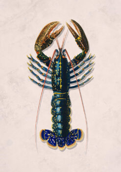 roze kreeft poster keuken