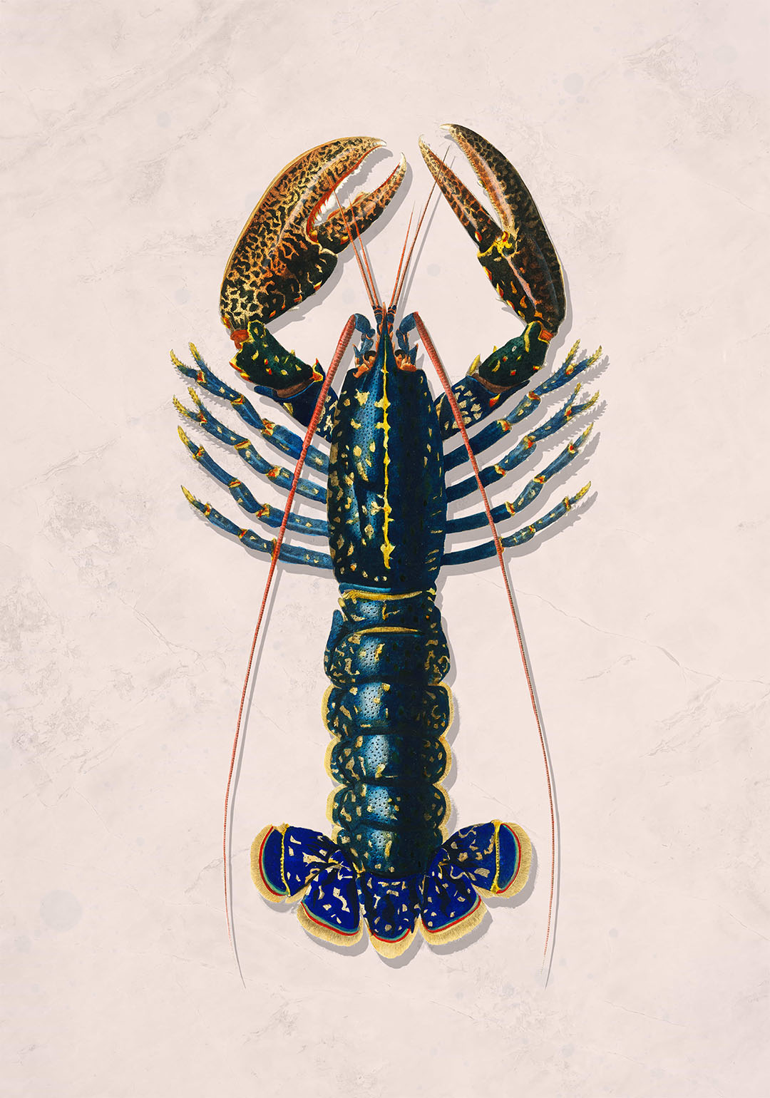 roze kreeft poster keuken