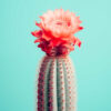 cactus I poster keuken