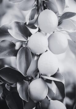 citroen zwart wit keuken